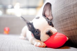 The Many Health Benefits Of Owning a Dog or Being Around Puppies