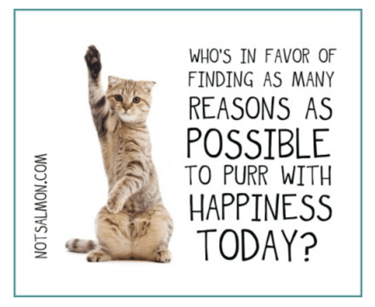 reasons to purr with happiness humorous quote