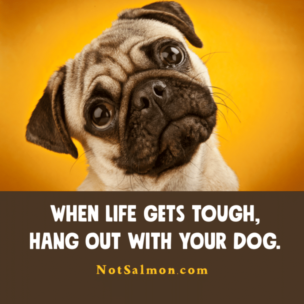 cute dog quotes and sayings