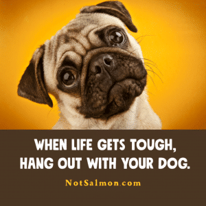 kids responsible for dogs