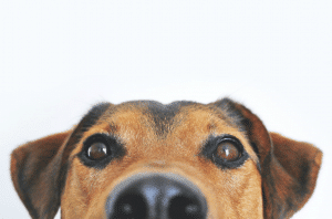 ways dogs make you feel happier healthier