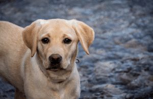 Guide To Labradors As Family Pets