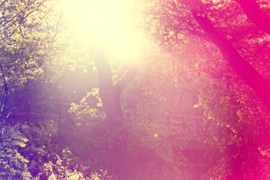 5 Stunning Natural Attractions and Parks in Deland Florida