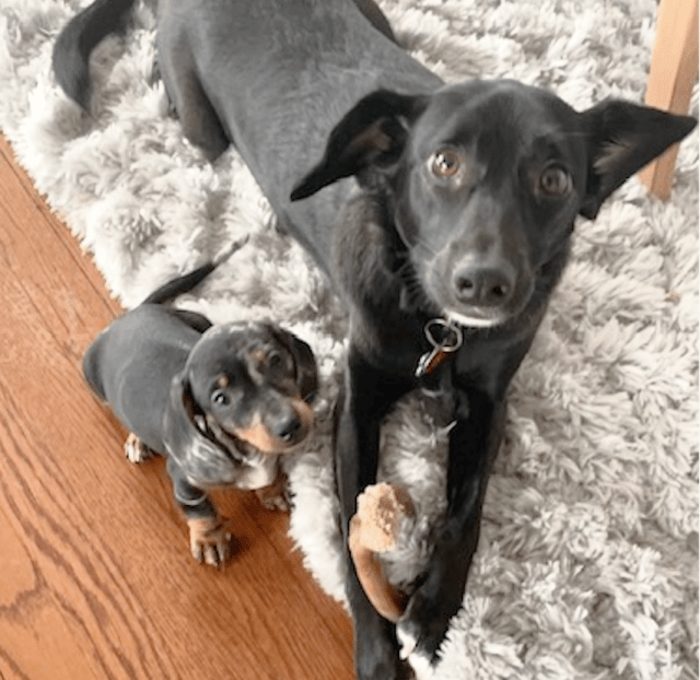 Picture of Everything You Can Do to Treat Your Dog’s Digestive Disorders
