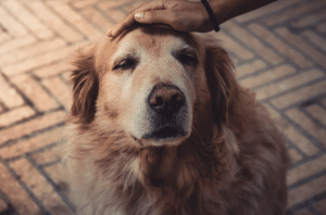 Is it worth adopting a senior dog?