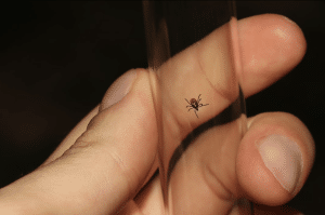  Dangerous Bugs You Should Watch For