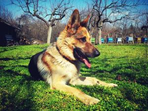 Advantages of Getting a German Shepherd Guard Dog