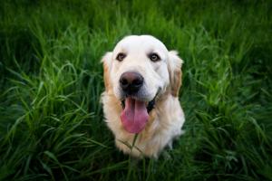 Why A Furry Pet Could Be a Great Life Companion During Tough Times