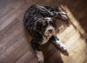 How to Train Your Mini Bernedoodle: A Guide for First-Time Owners