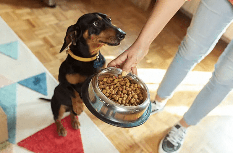 Dog Foods Vets Secretly Love (And Why)