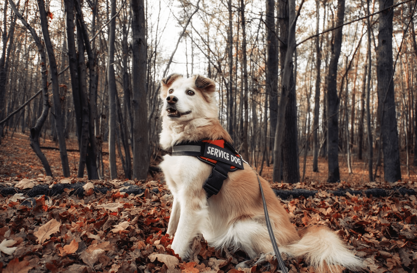 Service Dog vs ESA: How to Know Which Support Animal Fits Your Needs