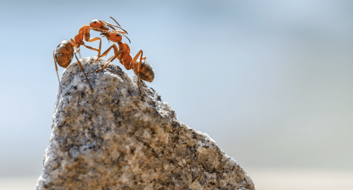 Fire Ant Control: What Homeowners Need to Know