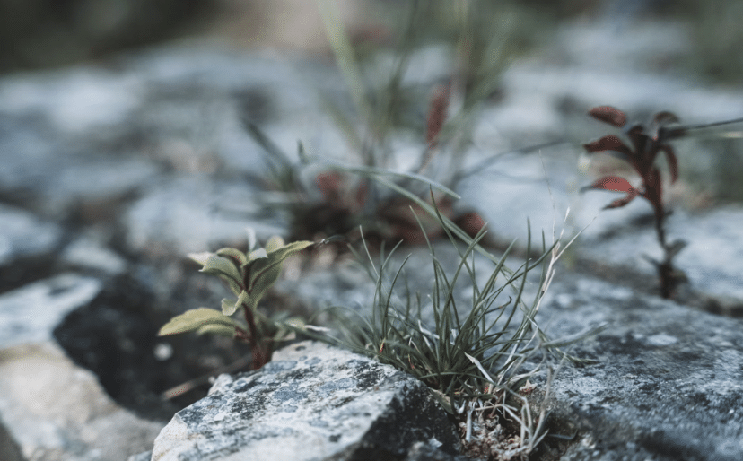 Cultivating Inner Resilience Just Like a Thriving Plant