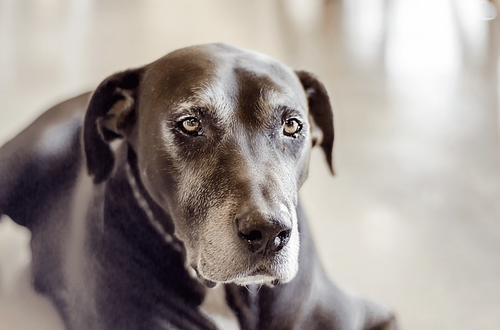 senior pet dog