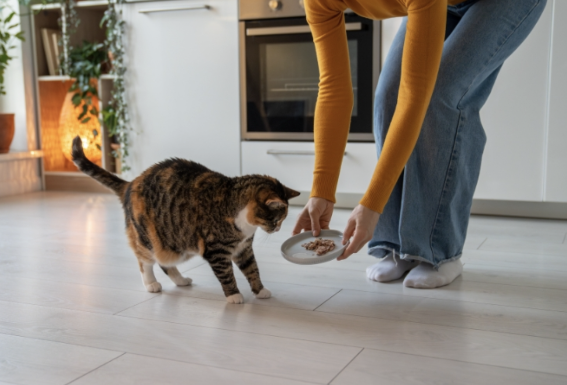 How Caring For Your Cat Helps You Build Healthier Daily Habits