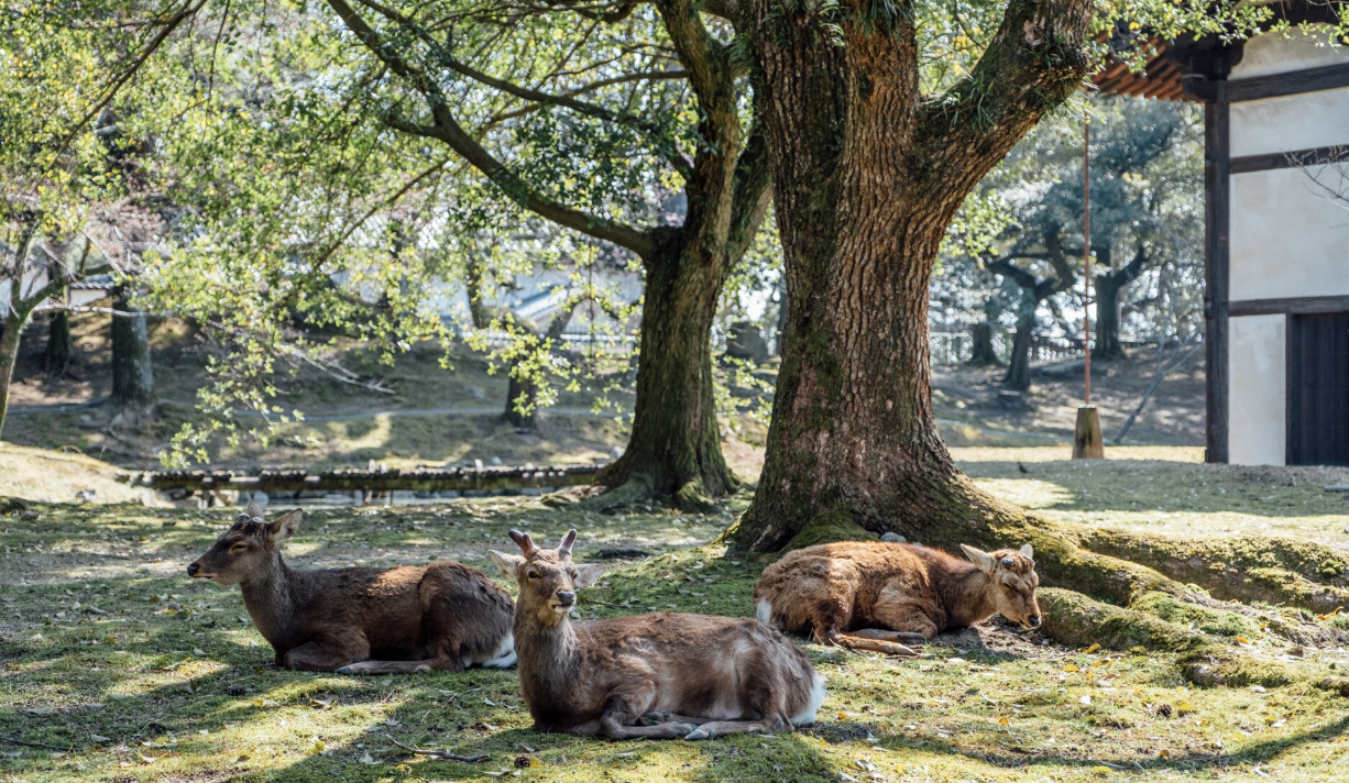 How Does Seasonal Wildlife Behavior Affect Your Home?