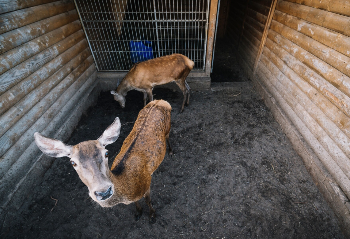 How Does Seasonal Wildlife Behavior Affect Your Home?